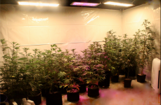 Screen Shot 2021-05-01 at 2.42.57 PM.png