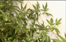 Screen Shot 2021-05-01 at 2.45.18 PM.png