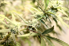 Screen Shot 2021-05-01 at 2.43.49 PM.png