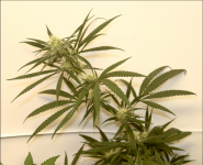 Screen Shot 2021-05-01 at 2.46.25 PM.png