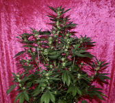 Screen Shot 2021-05-01 at 2.39.08 PM.png