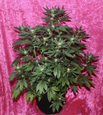 Screen Shot 2021-05-01 at 2.38.50 PM.png