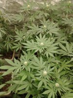 IMG_20210503_201020990.jpg