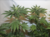 Screen Shot 2021-05-07 at 9.55.13 PM.png