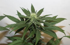 Screen Shot 2021-05-07 at 9.56.20 PM.png