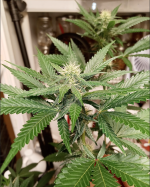 Screen Shot 2021-05-08 at 6.18.38 AM.png