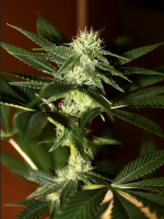 Screen Shot 2021-05-08 at 1.53.27 PM.png