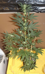 Screen Shot 2021-05-08 at 2.01.49 PM.png