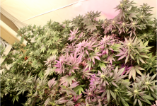 Screen Shot 2021-05-08 at 1.57.27 PM.png