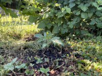 IMG_7164.JPEG