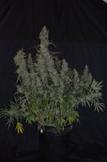 thumbnail_DSC_0372_08.jpg