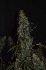 thumbnail_DSC_0386_08.jpg