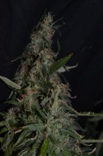 thumbnail_DSC_0387_09.jpg