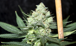 Screen Shot 2021-06-05 at 7.07.59 AM.png