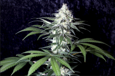 Screen Shot 2021-06-05 at 7.07.35 AM.png