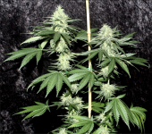 Screen Shot 2021-06-05 at 7.06.19 AM.png