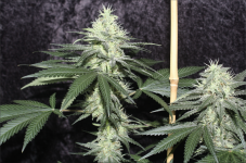 Screen Shot 2021-06-05 at 7.07.11 AM.png