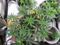 IMG_20210605_211442_DRO.jpg