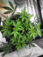 IMG_20210605_211638_DRO.jpg