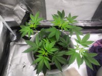 IMG_20210605_211652_DRO.jpg