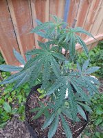 20210607_pepperjackhaze[1].jpg
