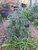 20210607_Watermelon_mama[1].jpg