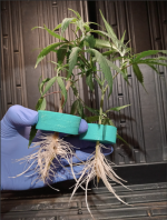 Screen Shot 2021-06-09 at 4.43.26 AM.png Screen Shot 2021-06-09 at 4.43.26 AM.png