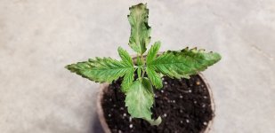 20200427_184242.jpg 20200427_184242.jpg