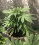 B69C63AB-9B17-46CA-B580-BE029C9039FA.jpeg B69C63AB-9B17-46CA-B580-BE029C9039FA.jpeg