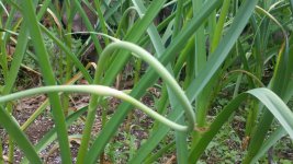scapes.jpg