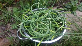 scapes1.jpg