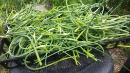 scapes2.jpg