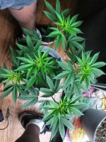 IMG_20210611_211110_DRO.jpg