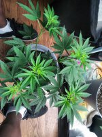 IMG_20210611_211348_DRO.jpg