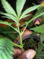 IMG_20210611_211331_DRO.jpg