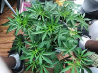IMG_20210611_211716_DRO.jpg