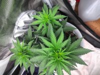 IMG_20210619_080214_DRO.jpg