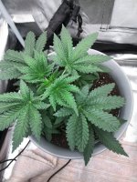 IMG_20210619_080221_DRO.jpg
