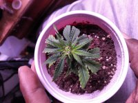 IMG_20210625_150137_DRO.jpg