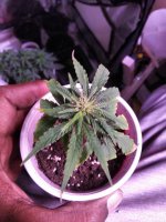IMG_20210625_150220_DRO.jpg