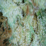 20210707_12_59_24.png