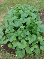 IMG_20210705_162620098.jpg IMG_20210705_162620098.jpg