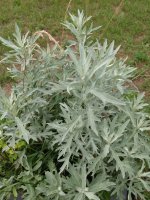 IMG_20210705_163548033.jpg IMG_20210705_163548033.jpg