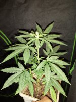 IMG_20210711_210435207.jpg