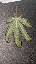 PXL_20210713_113525099.jpg