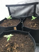 afghan pearl_d14.JPG
