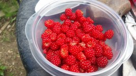 raspberries.jpg