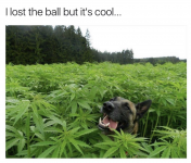 DoggyLostBall.png