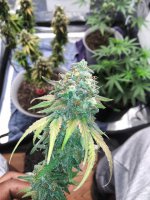 IMG_20210727_212313_DRO.jpg