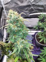 IMG_20210727_211757_DRO.jpg